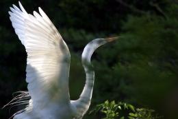 snowy egret